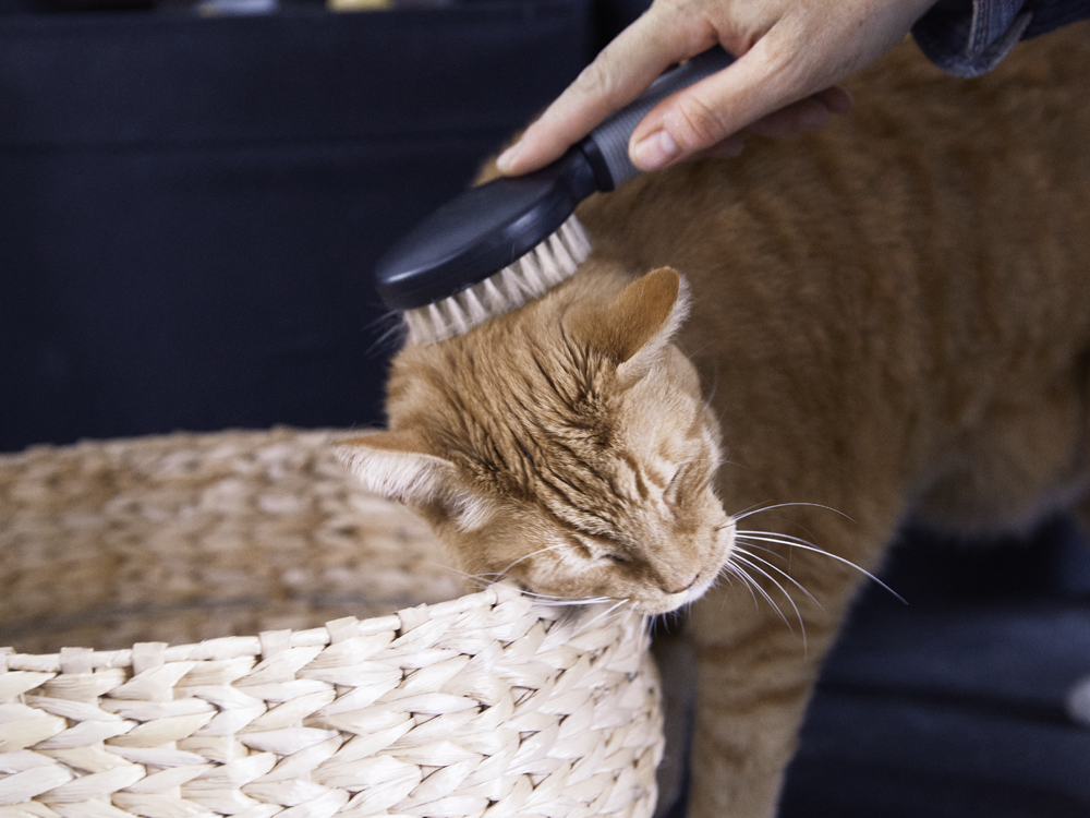kat borstelen welkoop vacht